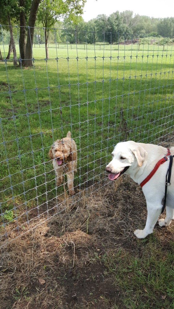 St. James Unleashed Dog Park Experience Discover St. James